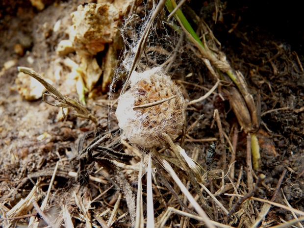 Steatoda paykulliana in Sardegna